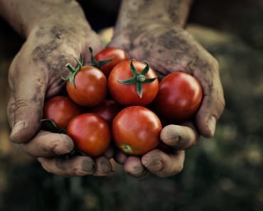 odla tomater, tomatodling, plantera