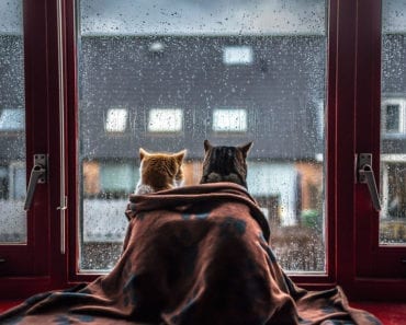 regn, oväder, katter, pälsklingar, katt, bilder, foton, fotografier, kattbilder, bilder på katter, söta bilder på katter, roliga bilder på katter