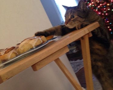 katt, kanelbulle, katter, kattbild, kattbilder