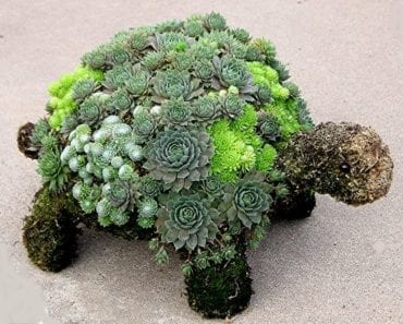 trädgård, pyssel, trädgårdspyssel, suckulent, suckulenter, plantering, sköldpadda, sköldpaddor, roliga planteringar, pysselidé, pysseltips