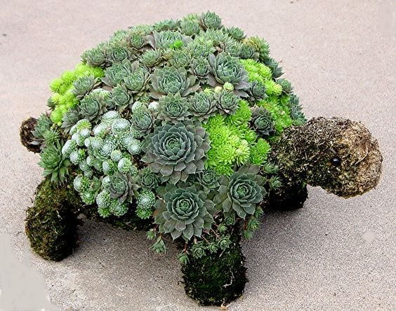 trädgård, pyssel, trädgårdspyssel, suckulent, suckulenter, plantering, sköldpadda, sköldpaddor, roliga planteringar, pysselidé, pysseltips