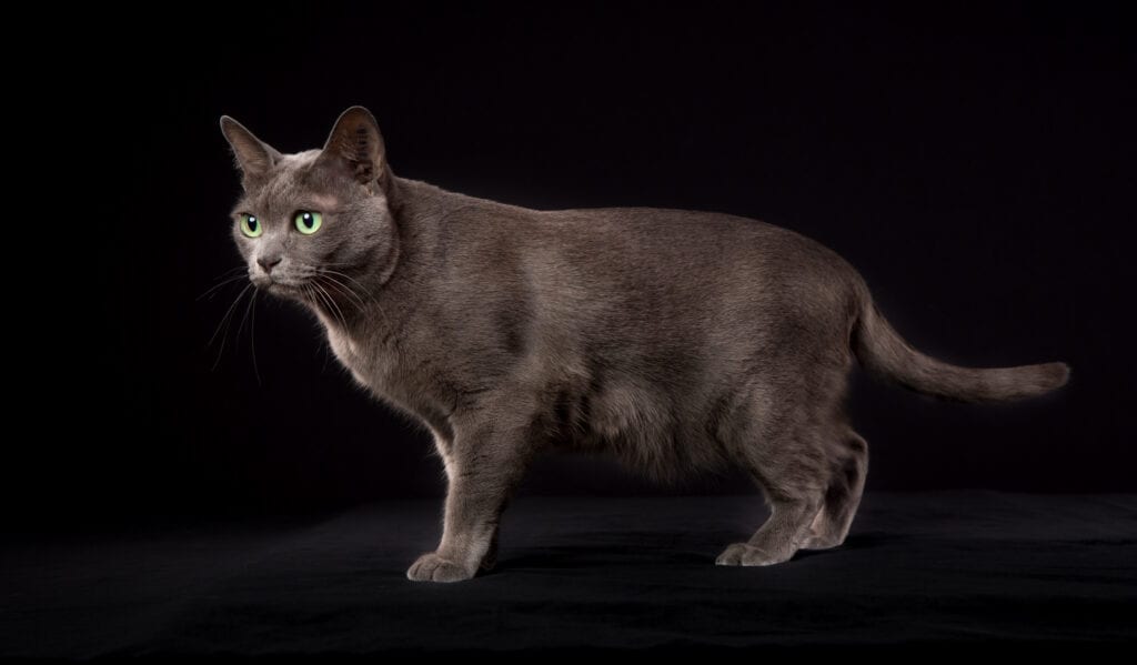 korat, kattraser, astrologi, horoskop