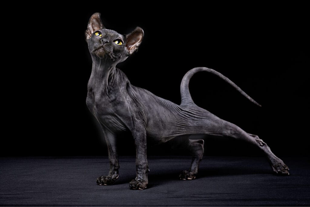 sphynx, kattraser, astrologi, horoskop
