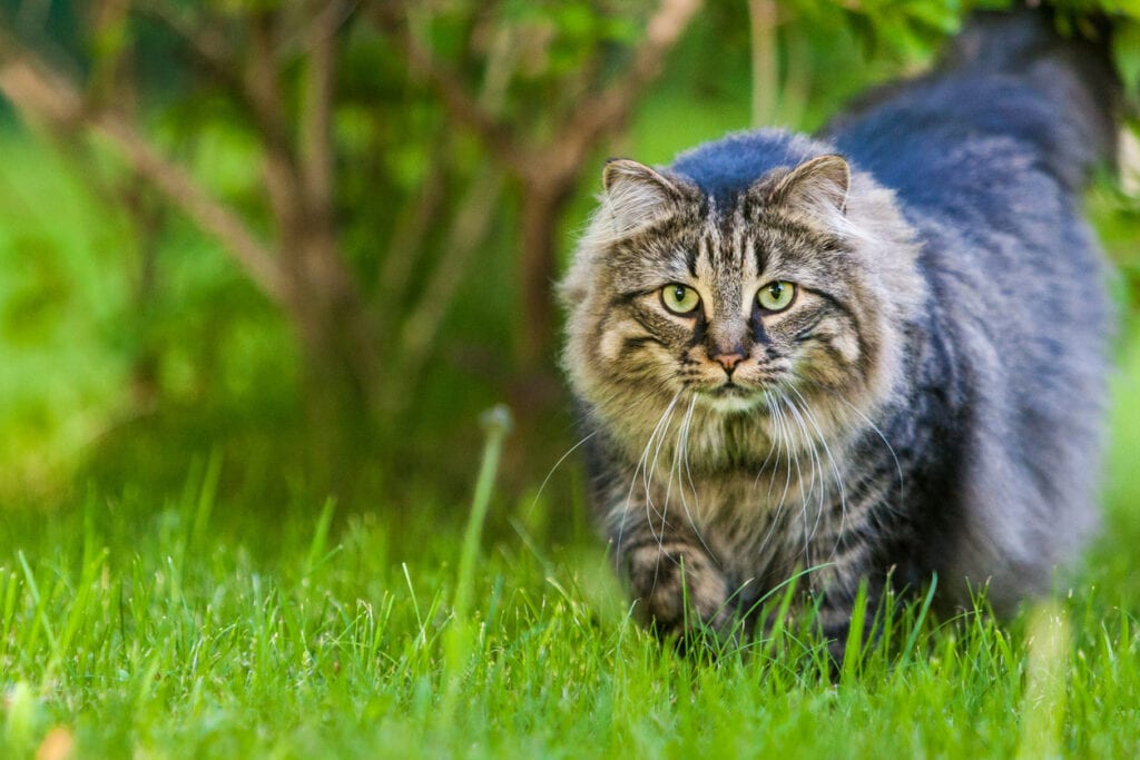 maine coon, kattraser, atrologi, horoskop