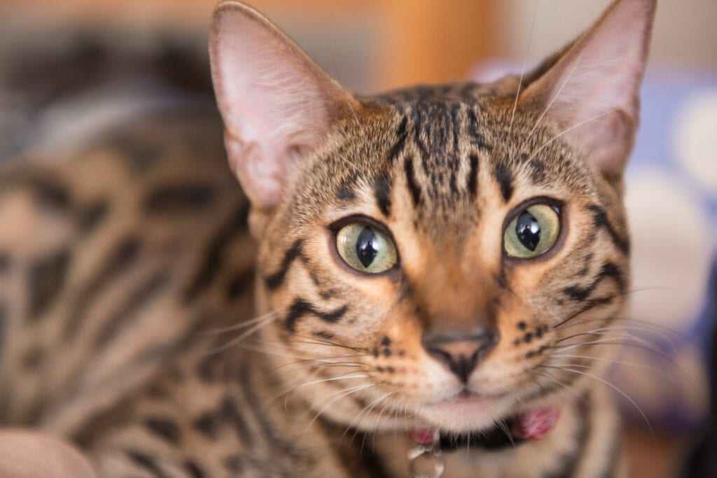 bengal, kattraser, astrologi, horoskop
