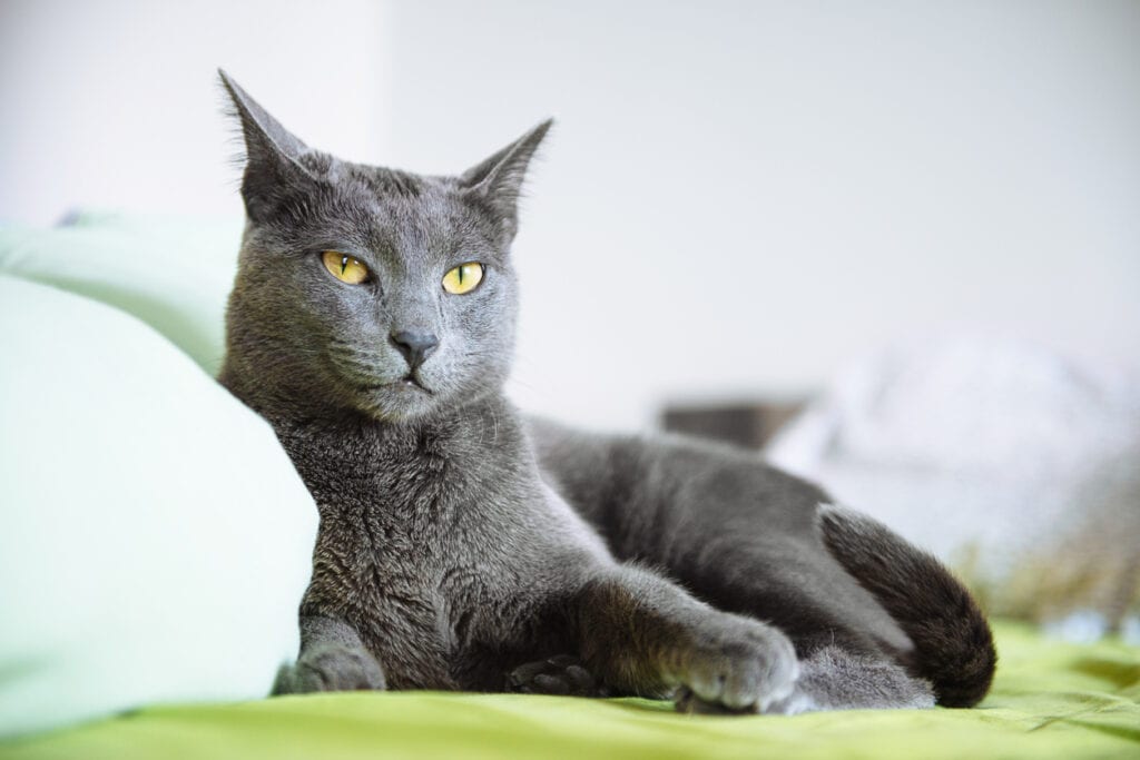 russian blue, kattraser, astrologi, horoskop