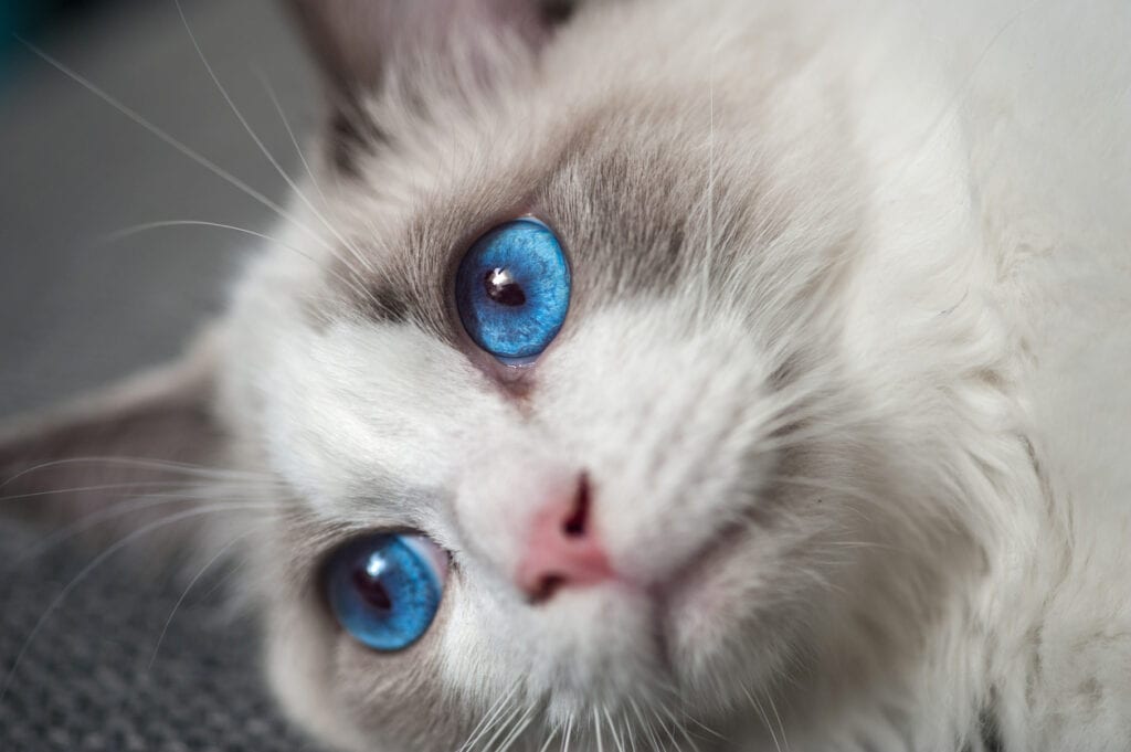 ragdoll, kattraser, atrologi, horoskop