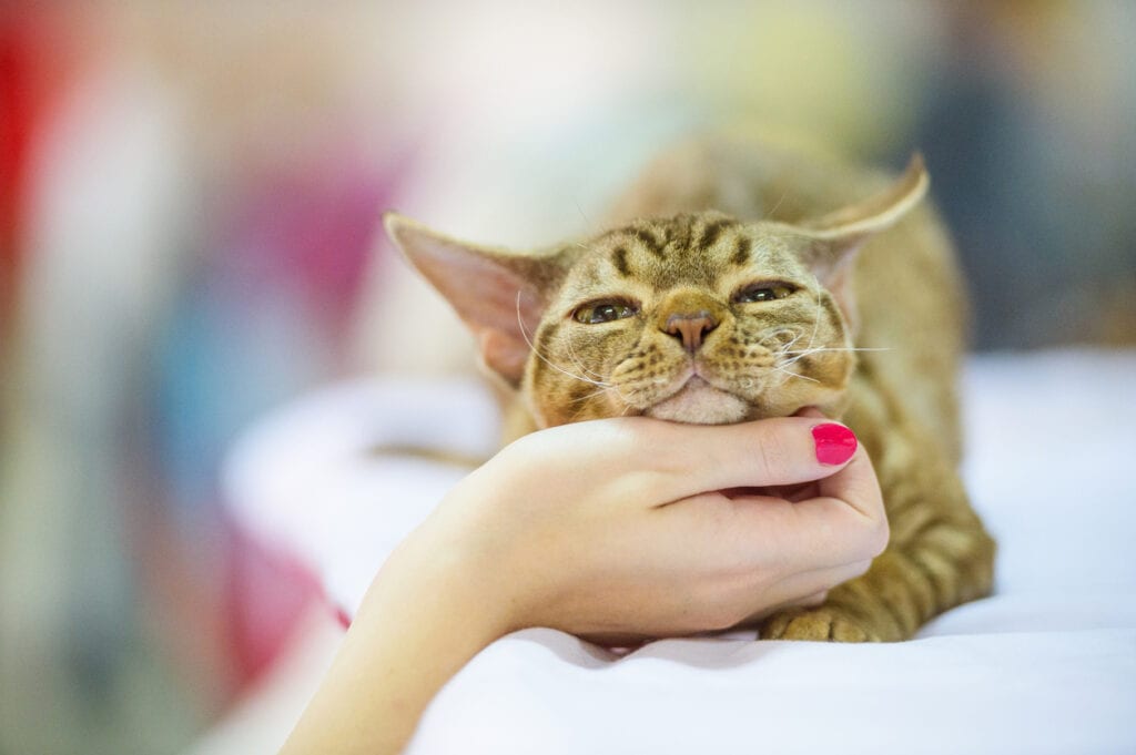 devon rex, kattraser, astrologi, horoskop