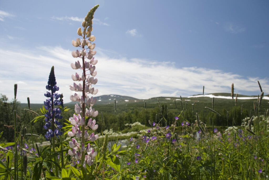 fjäll i Sverige