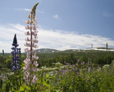 fjäll i Sverige