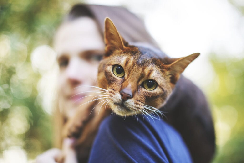 hälsoskäl att skaffa katt