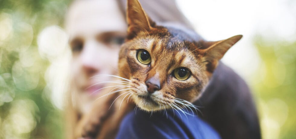 hälsoskäl att skaffa katt