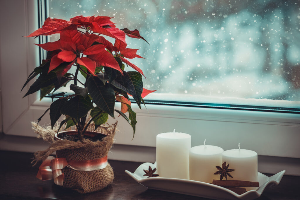 julblommor julstjärna