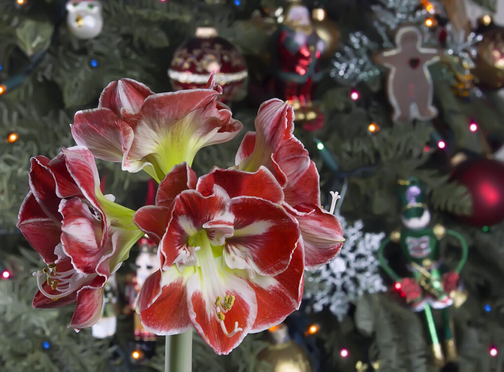 julblomma amaryllisar