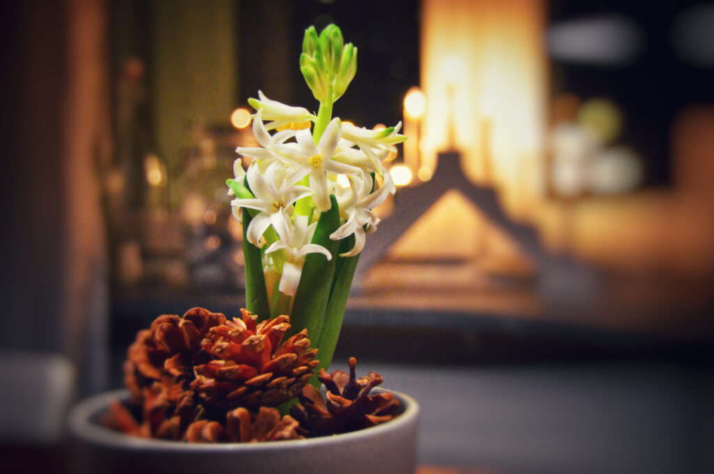 julblomma vita hyacinter