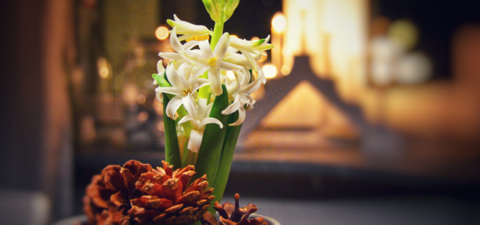 julblomma vita hyacinter
