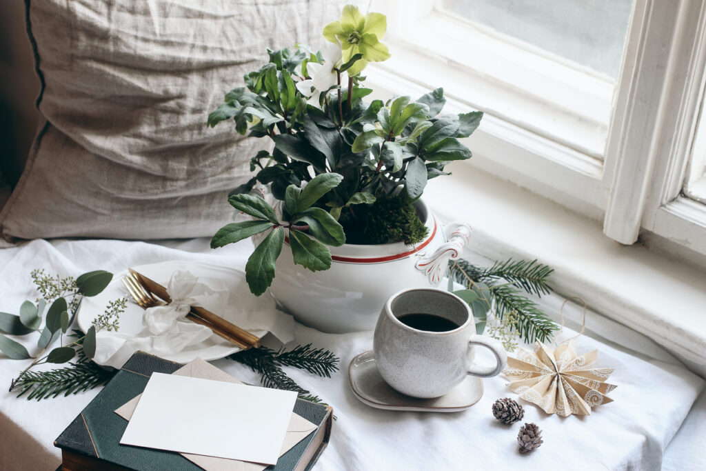 julblomma vit julros