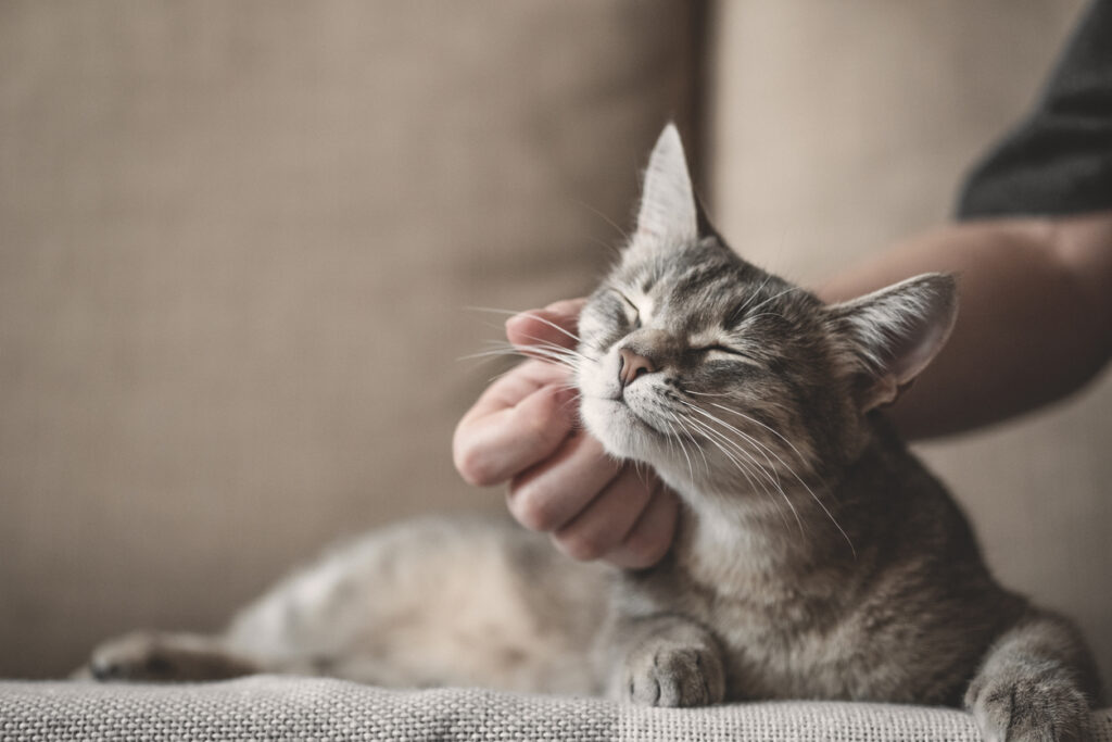 försäkra katten