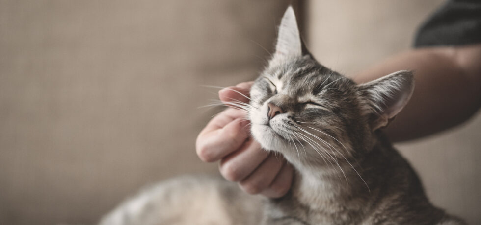 försäkra katten